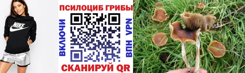 где купить наркотик  hydra маркетплейс  Псилоцибиновые грибы мицелий  Ветлуга 